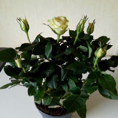 Rosa 'Yellow MEILOVE' - 