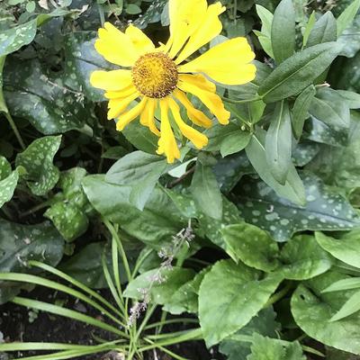 Helenium 'El Dorado'