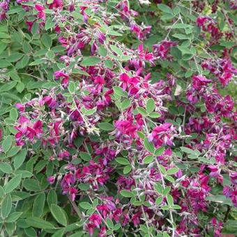 Lespedeza thunbergii