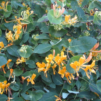 Lonicera x tellmanniana - Lonicera x tellmanniana