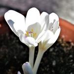 Colchicum byzantinum 'Innocence' - 