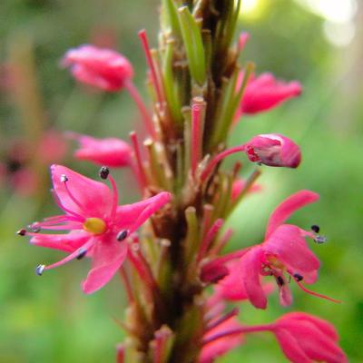 Persicaria amplexicaulis - Kerzen-Wiesenknöterich - Persicaria amplexicaulis