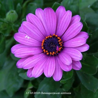 Osteospermum ecklonis