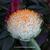 Haemanthus albiflos