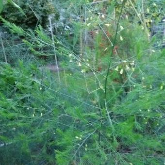 Asparagus officinalis 'Vroege van Argenteuil'