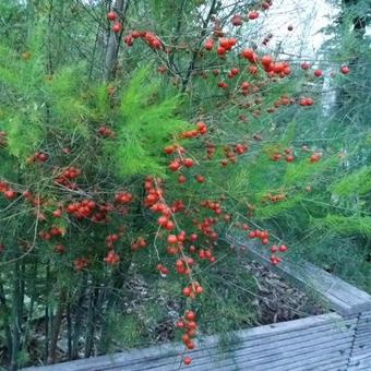 Asparagus officinalis 'Vroege van Argenteuil'