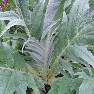 Cynara cardunculus - Wilde Artischocke - Cynara cardunculus