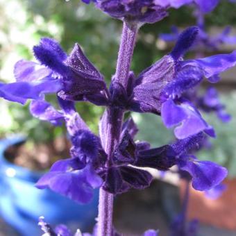 Salvia 'Indigo Spires'