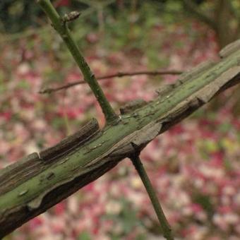 Euonymus alatus