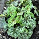 Heuchera americana 'Marvelous Marble Silver' - 