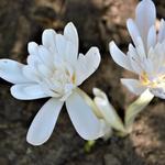 Colchicum autumnale 'Alboplenum' - 