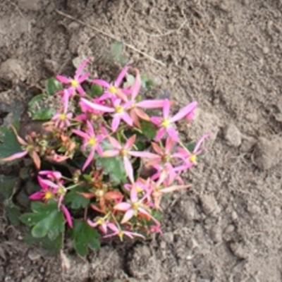 Saxifraga fortunei 'Sugar Plum Fairy' - 