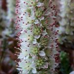 Orostachys iwarenge - 