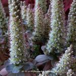 Orostachys iwarenge - 