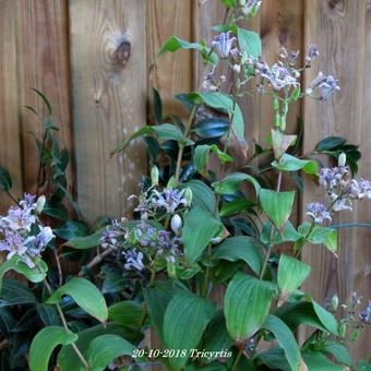 Tricyrtis