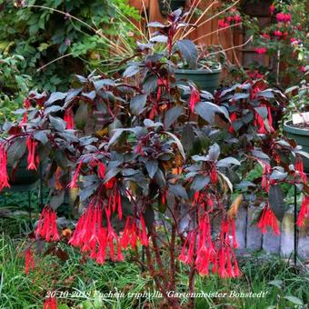 Fuchsia triphylla 'Gartenmeister Bonstedt'