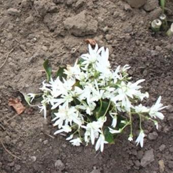 Saxifraga fortunei 'Shiranami'