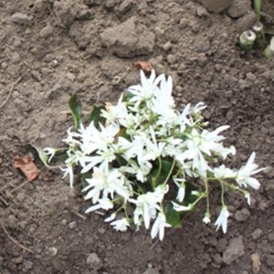 Saxifraga fortunei 'Shiranami' - 