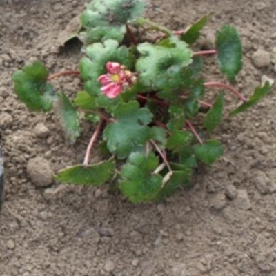 Saxifraga fortunei 'Gokka' - 