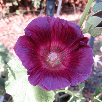 Alcea rosea 'HALO Lavender' - 