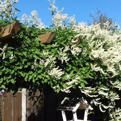 Fallopia baldschuanica - Schlingknöterich - Fallopia baldschuanica