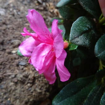 Rhododendron 'Melina'