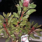 Protea - 