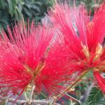 Calliandra tweedii - 