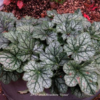 Heuchera 'Venus' - 