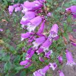 Penstemon digitalis 'Suja' - 