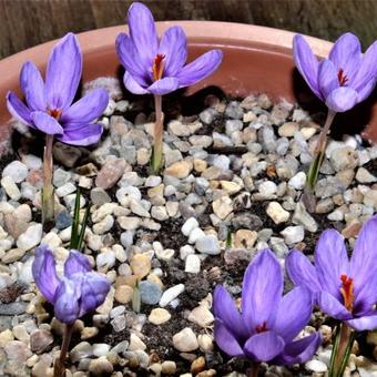 Crocus ligusticus