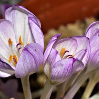 Colchicum byzantinum