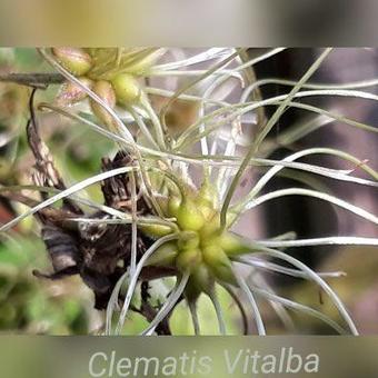 Clematis vitalba