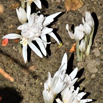 Colchicum autumnale 'Alboplenum'