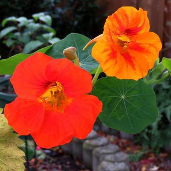 Tropaeolum majus