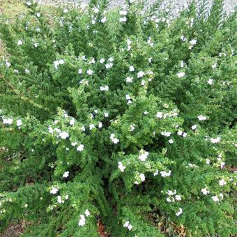 Prostanthera cuneata