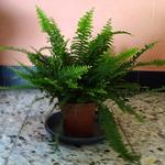 Nephrolepis exaltata 'Green Lady' - 