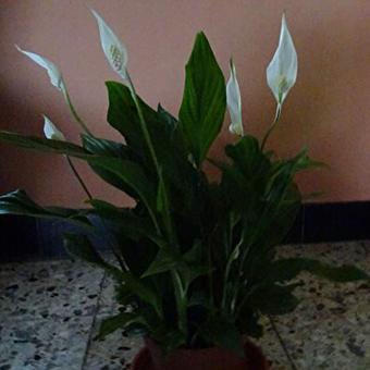 Spathiphyllum 'Pearl Cupido'