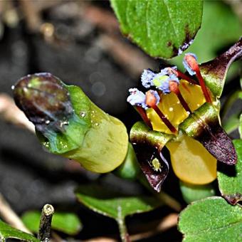 Fuchsia procumbens