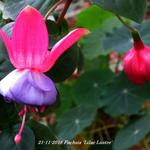 Fuchsia 'Lilac Lustre' - 