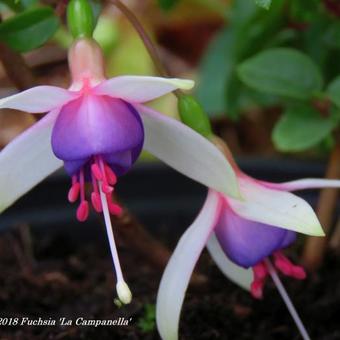 Fuchsia 'La Campanella'