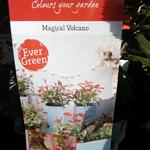 Photinia x fraseri 'Magical Volcano' - 