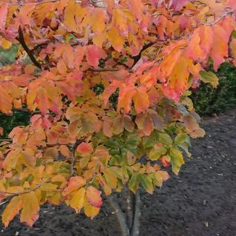 Styrax japonicus 'Evening Light'