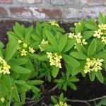 Daphne gemmata 'Royal Crown' - 