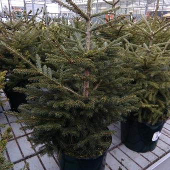 Picea orientalis