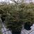 Picea orientalis