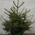 Picea orientalis