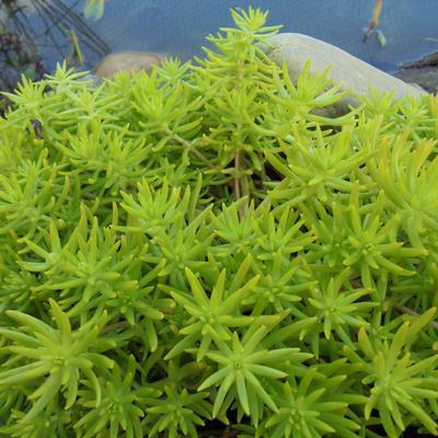 Sedum rupestre 'Lemon Ball' - 