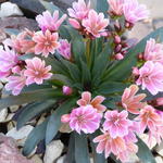 Lewisia  longipetala 'Little Raspberry' - 