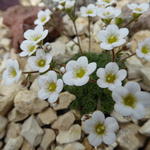 Saxifraga x arendsii 'Weisser Zwerg' - 